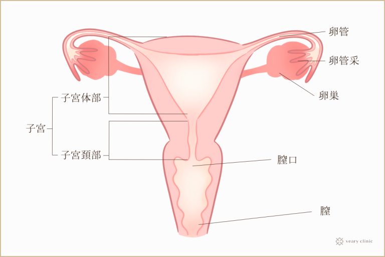 女性器とは？膣の構造とゆるむ原因や改善方法について コラム一覧｜ 東京の婦人科形成・小陰唇縮小・女性器形成・包茎手術・膣ヒアルロン酸クリニック