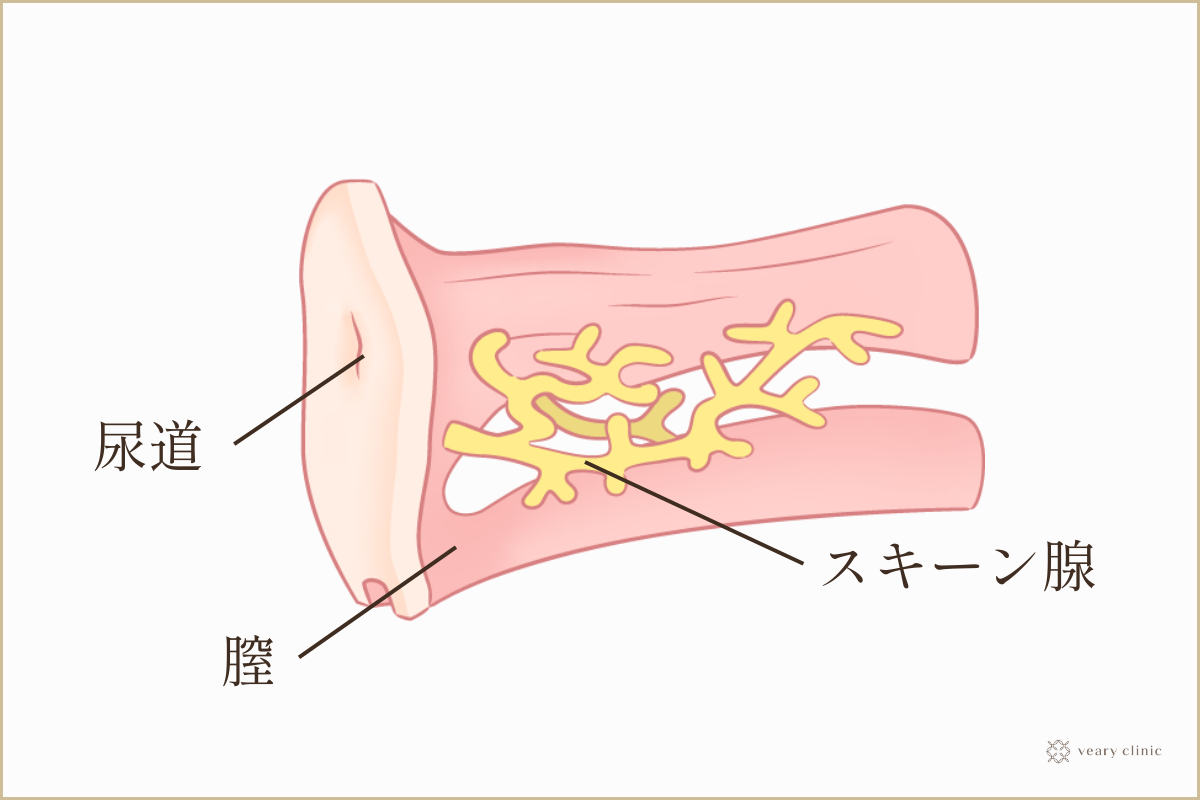 女性が感じる仕組みとは？オーガズムとスキーン腺の関係について解説 | コラム一覧｜  東京の婦人科形成・小陰唇縮小・女性器形成・包茎手術・膣ヒアルロン酸クリニック