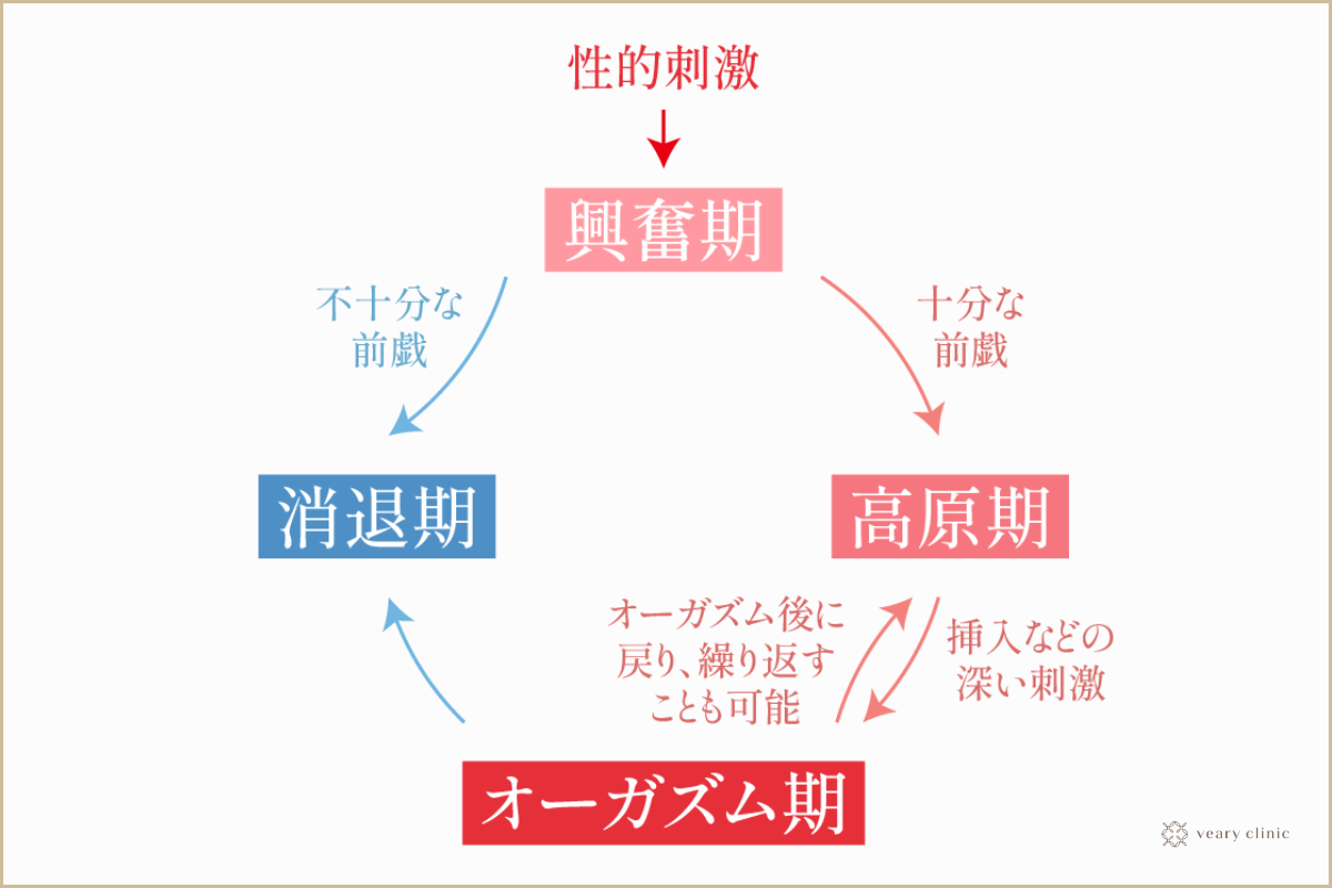 女性が感じる仕組みとは？オーガズムとスキーン腺の関係について解説 | コラム一覧｜ 東京の婦人科形成・小陰唇縮小・女性器 形成・包茎手術・膣ヒアルロン酸クリニック